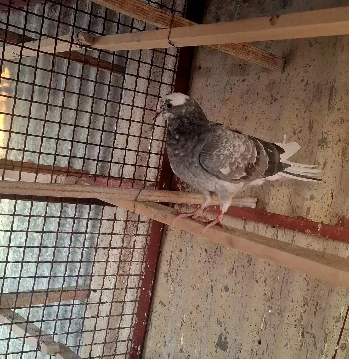 ۲تا جوجه|پرنده|تهران, کیانشهر|دیوار