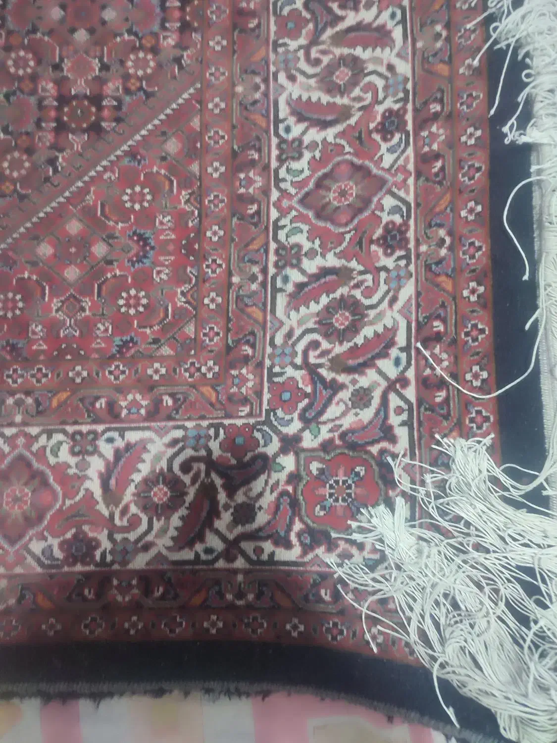 فرش دستبافت بسیار زیبا و پر پرز|فرش|سجاس رود, |دیوار