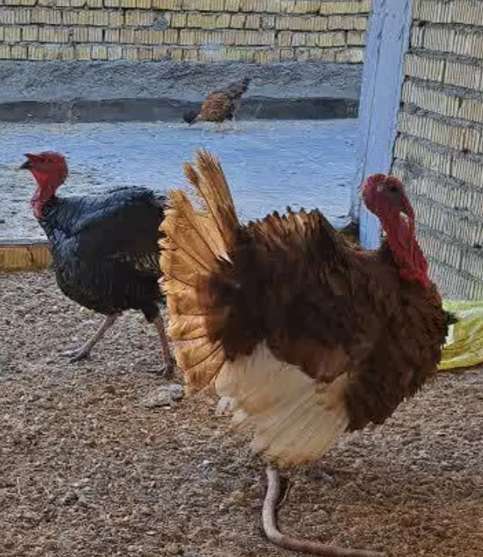 بوقلمون|حیوانات مزرعه|داراب, |دیوار