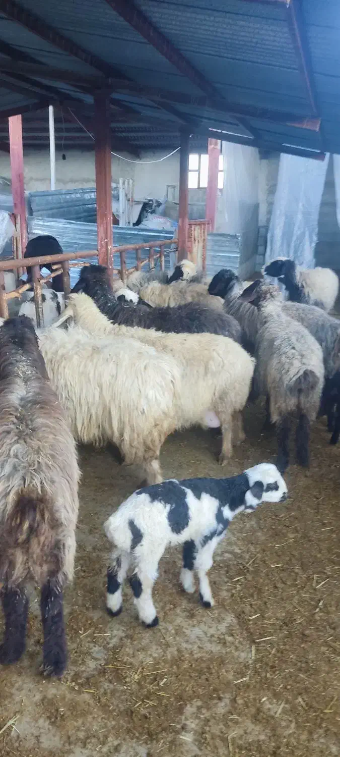 میش داشتی|حیوانات مزرعه|یاسوج, |دیوار