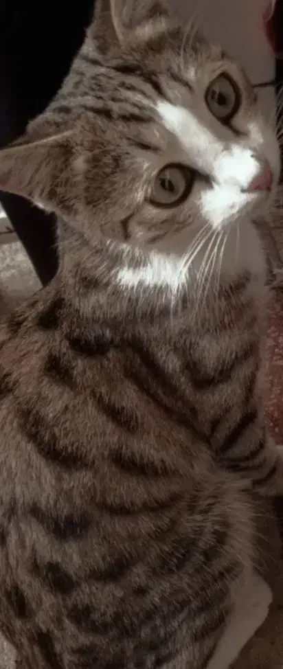 گـربه|گربه|هریس, |دیوار