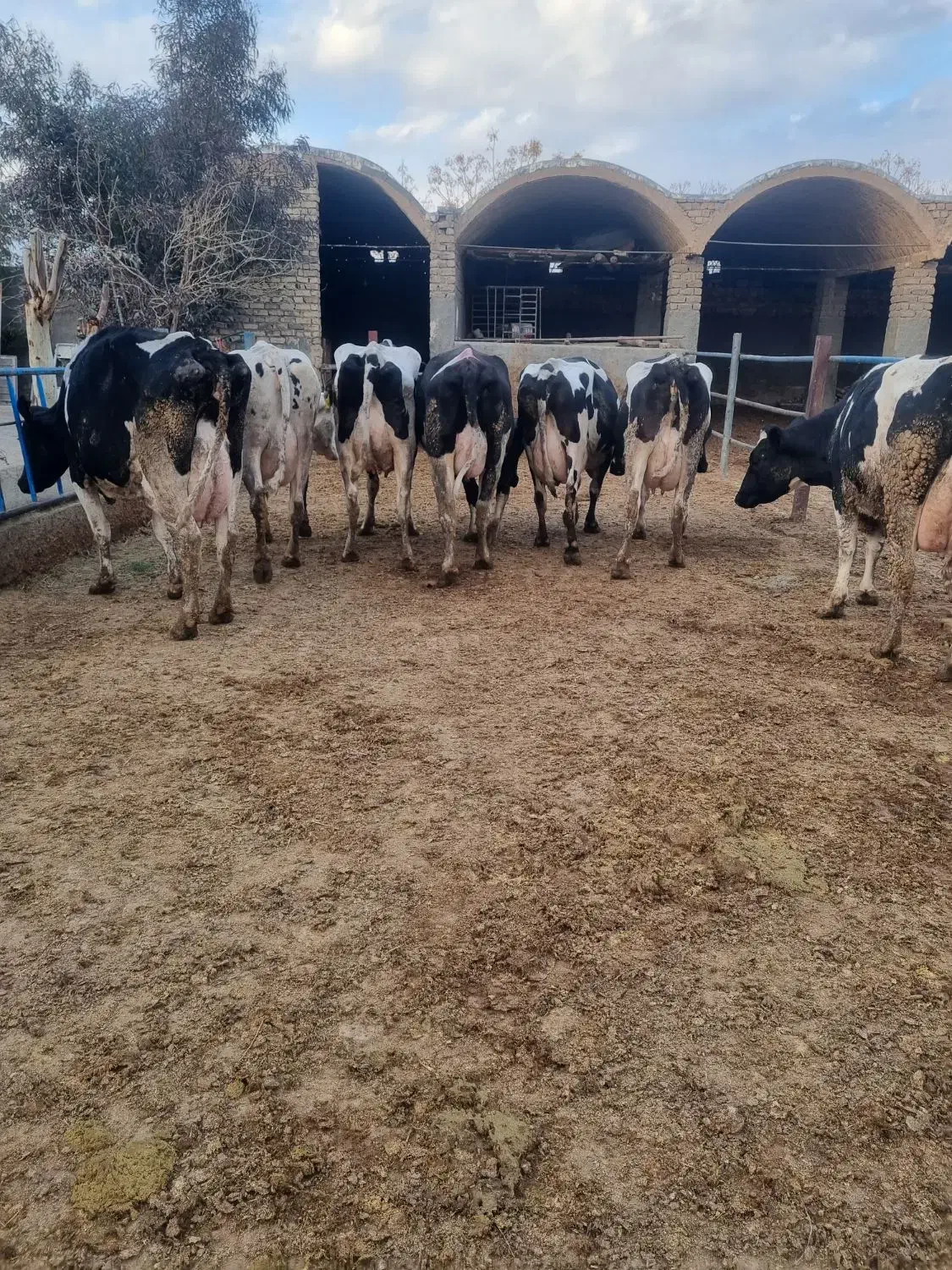 ۳۰رس گاو شری ۵۰درصد آبستن ۲ماه تا ۳ ماه|حیوانات مزرعه|قم, قم نو|دیوار