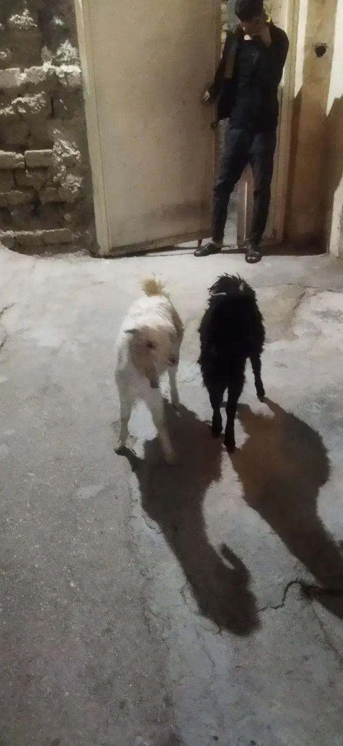 100000|حیوانات|گراش, |دیوار