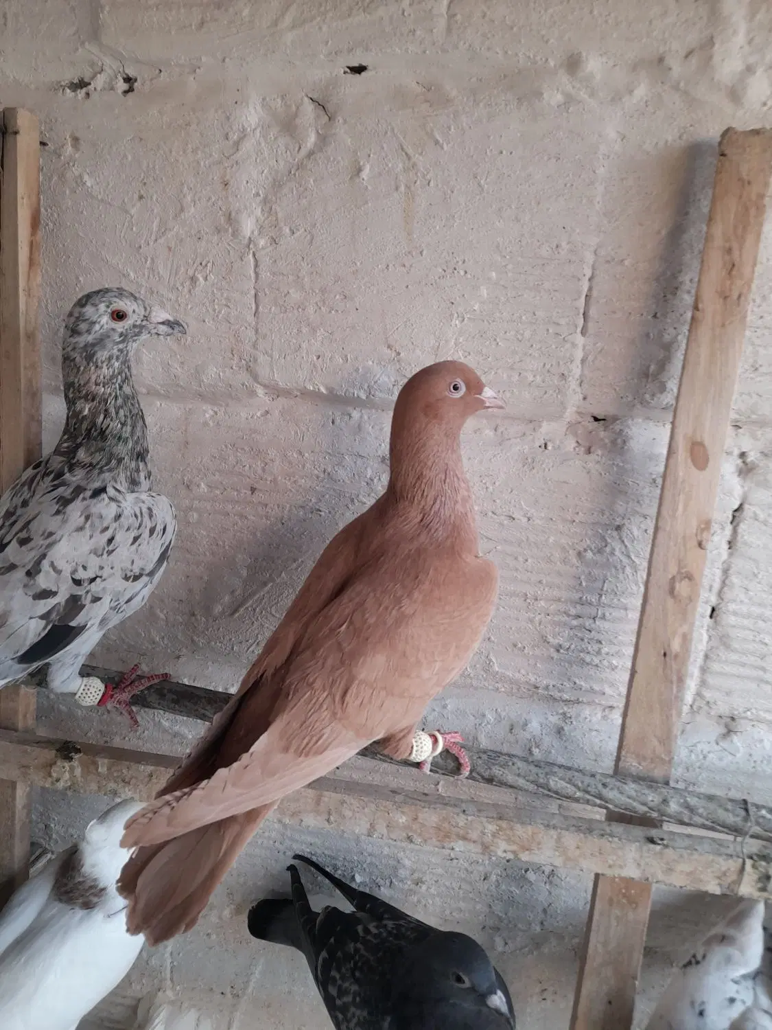 کفتر|پرنده|تاکستان, |دیوار