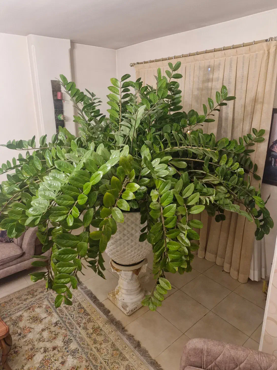 گلدان|گل و گیاه طبیعی|کاشان, فاز ۱ ناجی آباد|دیوار