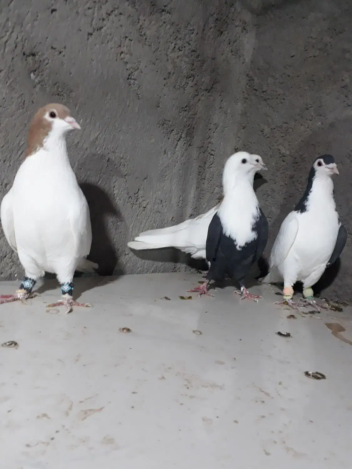 کبوترپرشی|پرنده|نیشابور, دارایی|دیوار