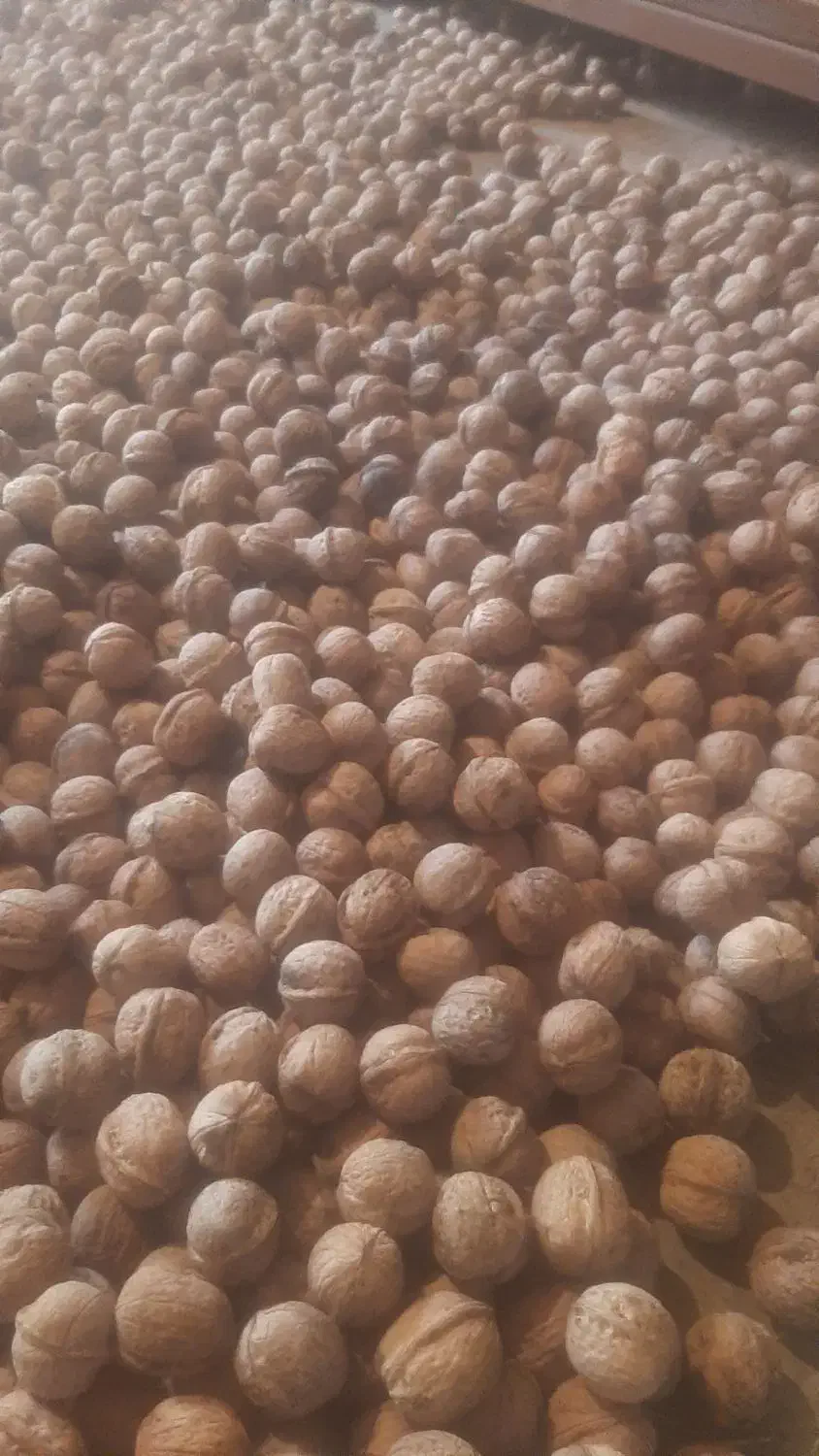 گردی سفید و درشت ونایی قیمت توافقی|عمدهفروشی|اشترینان, |دیوار