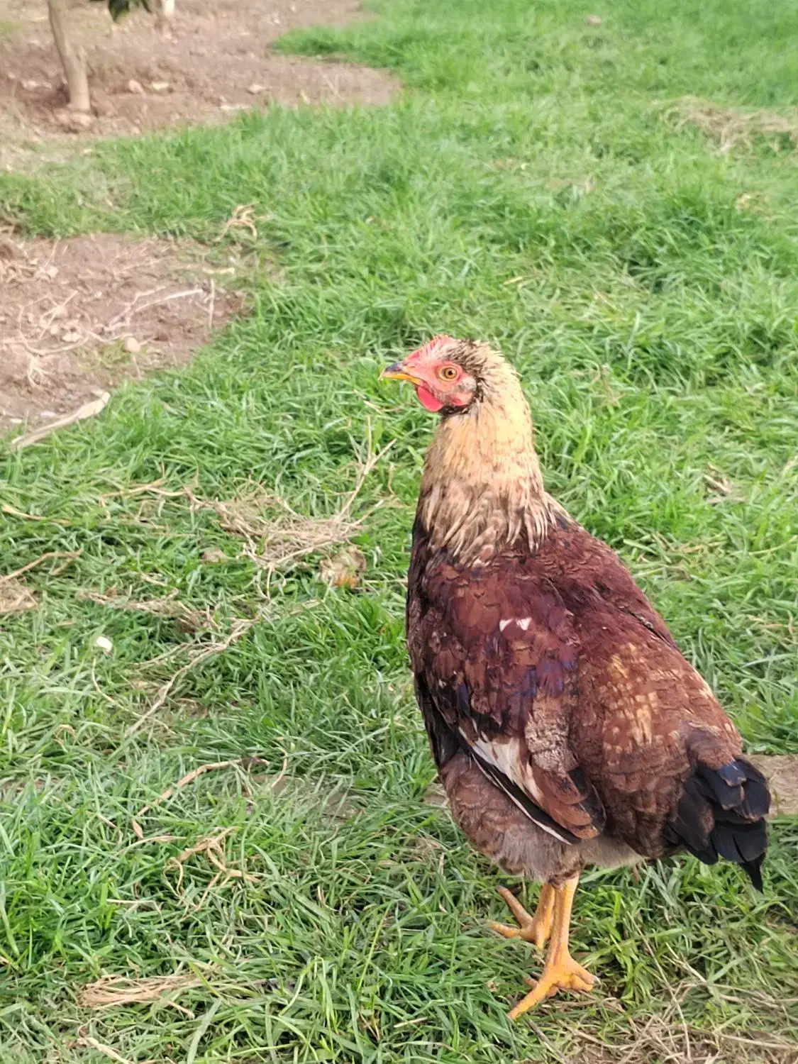 جوجه|حیوانات مزرعه|بهشهر, |دیوار