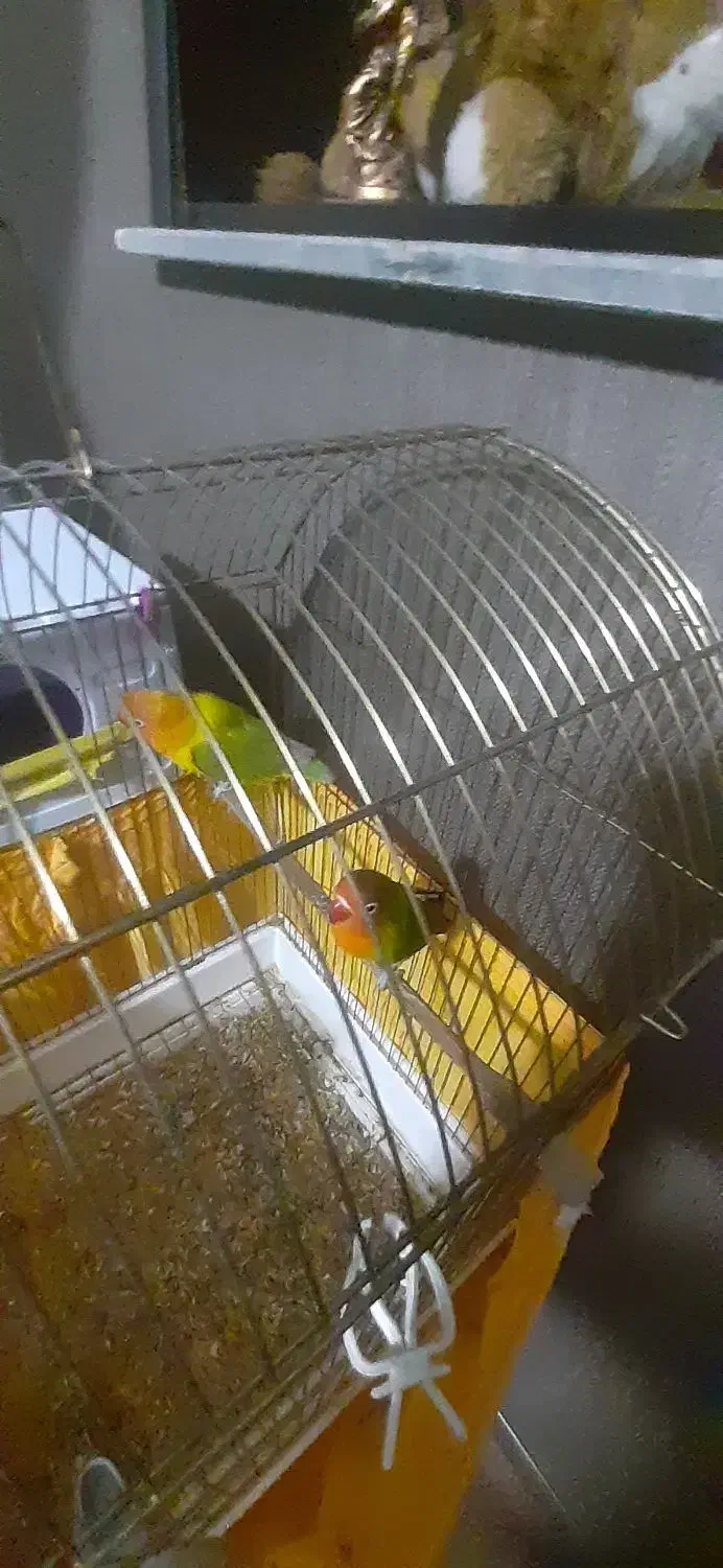 کوتوله برزیلی باهمه ی وسایل هاش|پرنده|ماهدشت, |دیوار