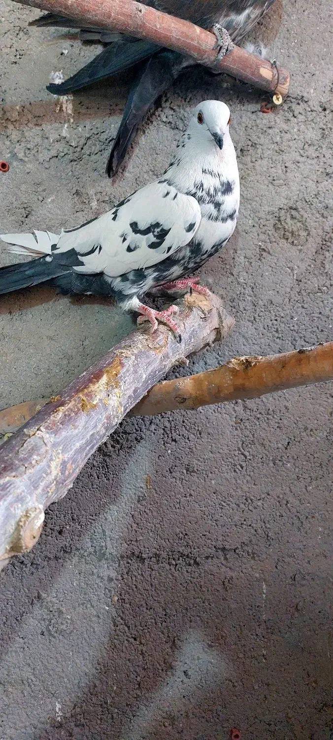 کفتر فروشی|پرنده|اردکان, |دیوار