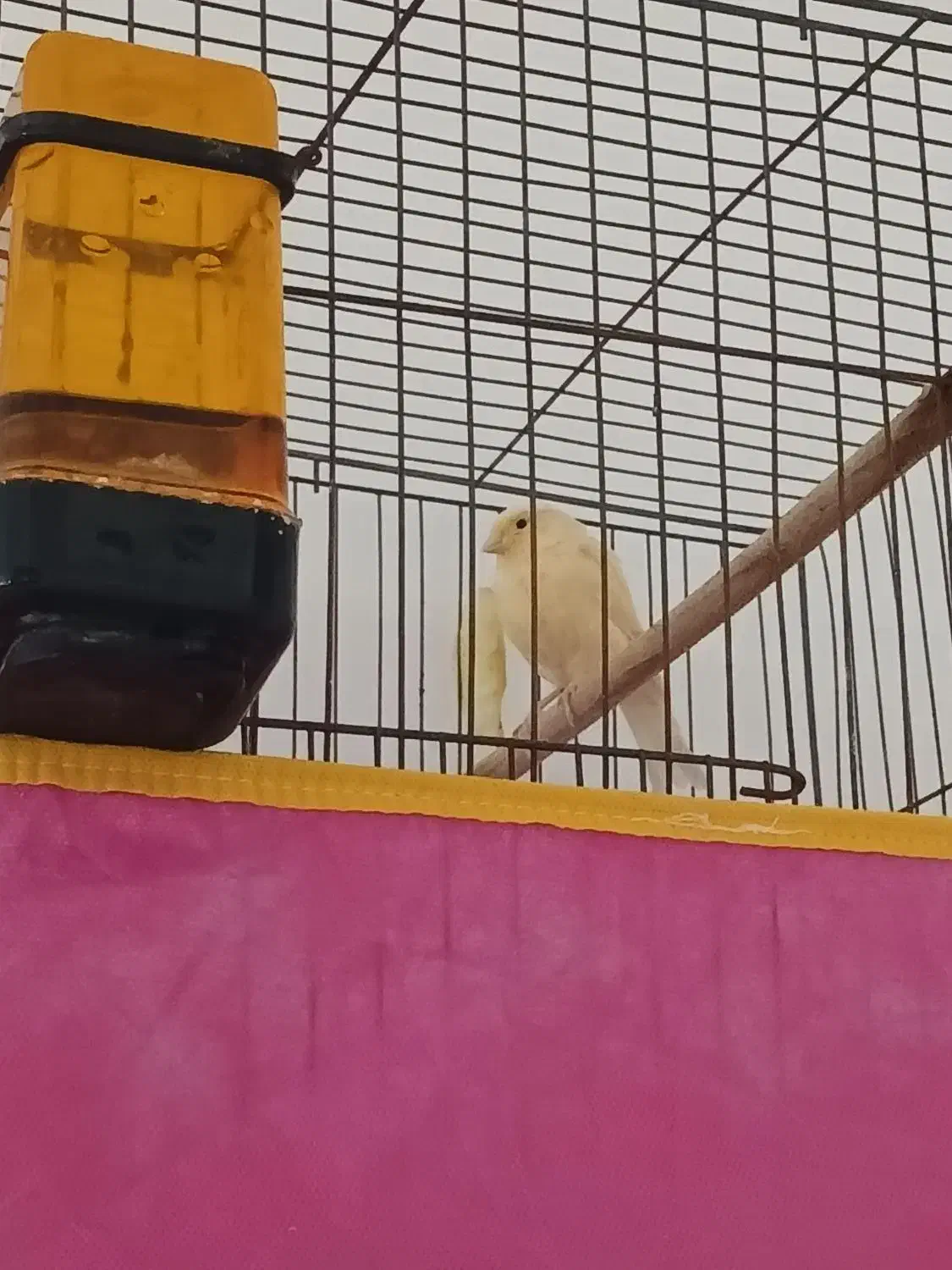 قناری|پرنده|میناب, |دیوار