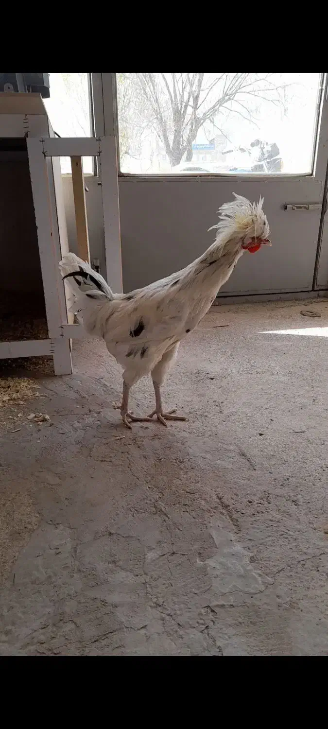 خروس|حیوانات مزرعه|اردبیل, |دیوار