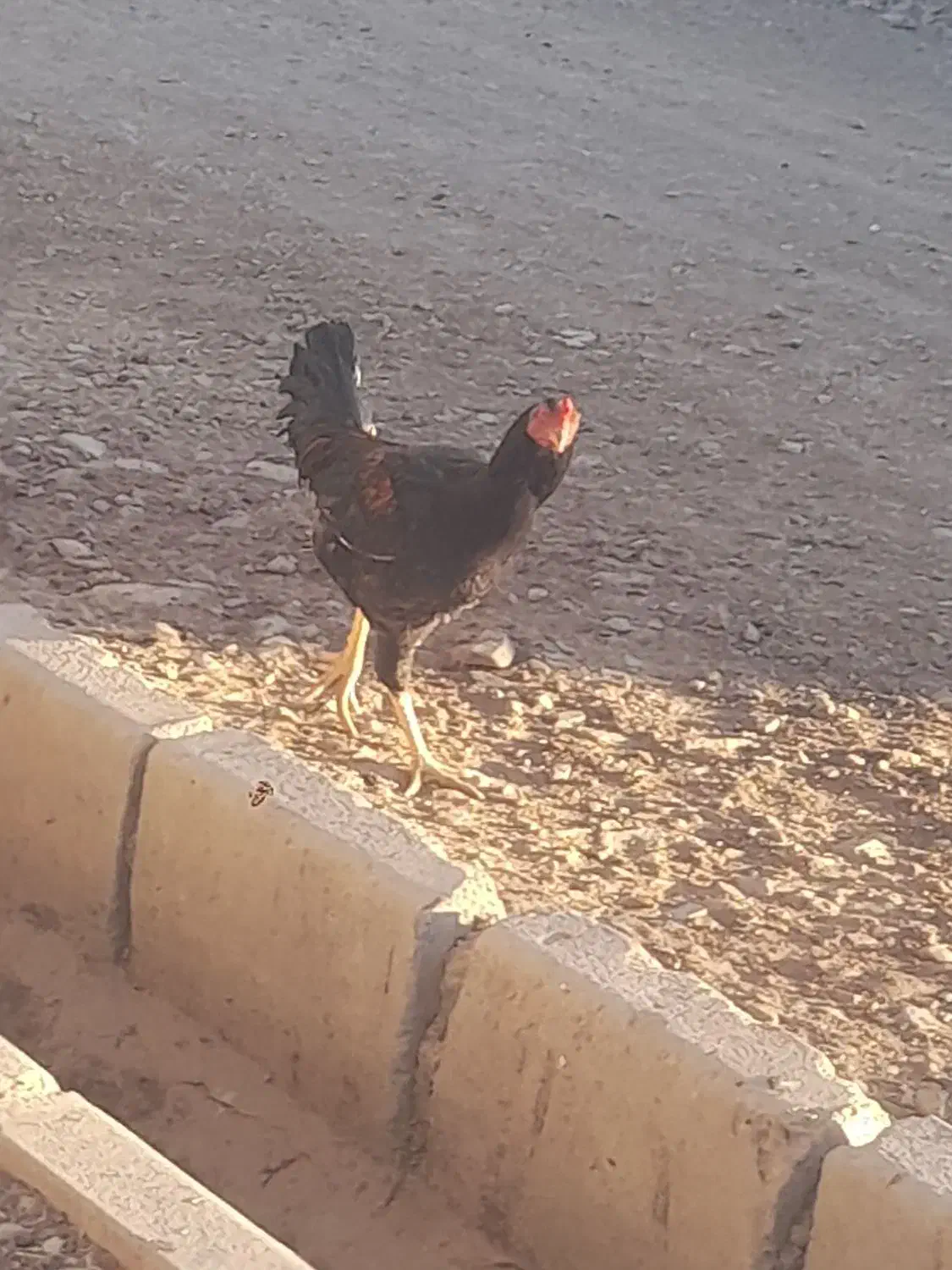 جوجه لاری|حیوانات مزرعه|تویسرکان, |دیوار