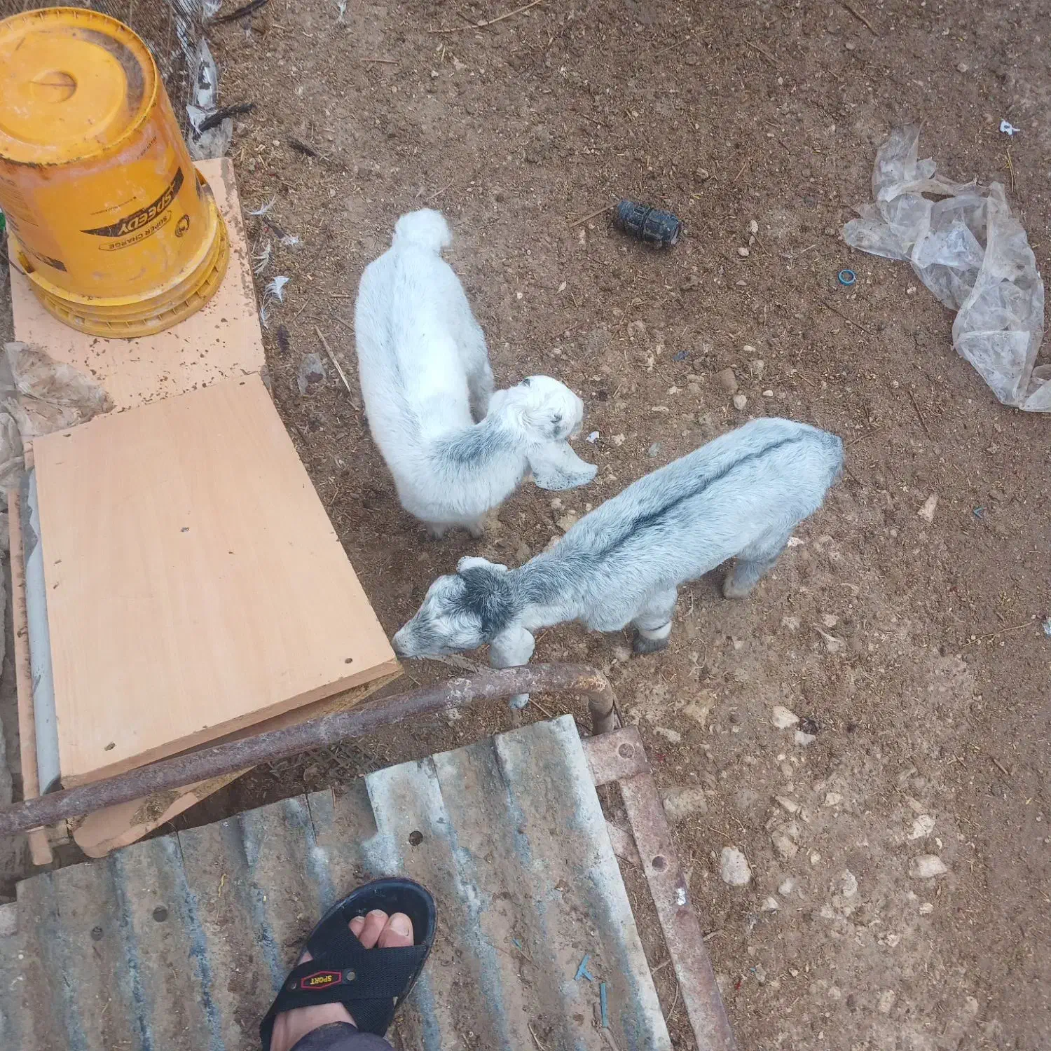 کهره نر تالی|حیوانات|خورموج, |دیوار