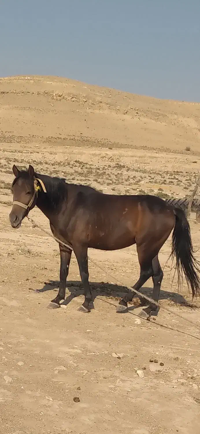 اسب فروشی|اسب و تجهیزات اسب‌سواری|دهدشت, |دیوار