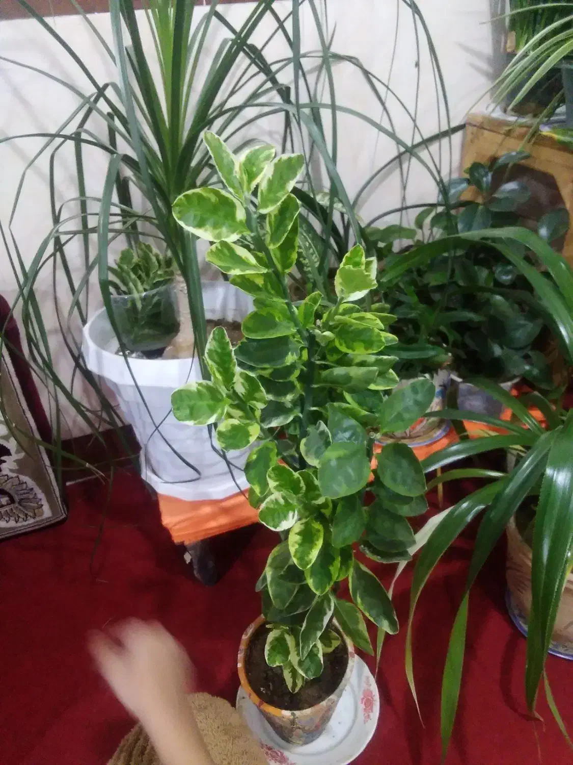 گل طبیعی|گل و گیاه طبیعی|قروه, |دیوار