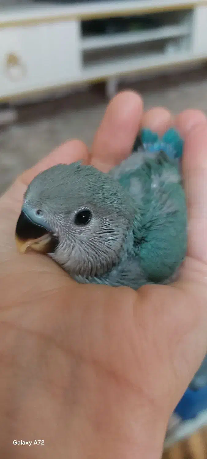 طوطی برزیلی|پرنده|ری, سیزده آبان|دیوار