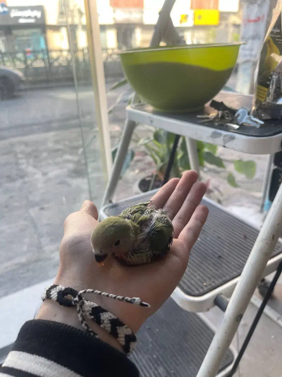 طوطی برزیلی|پرنده|محمودآباد, |دیوار