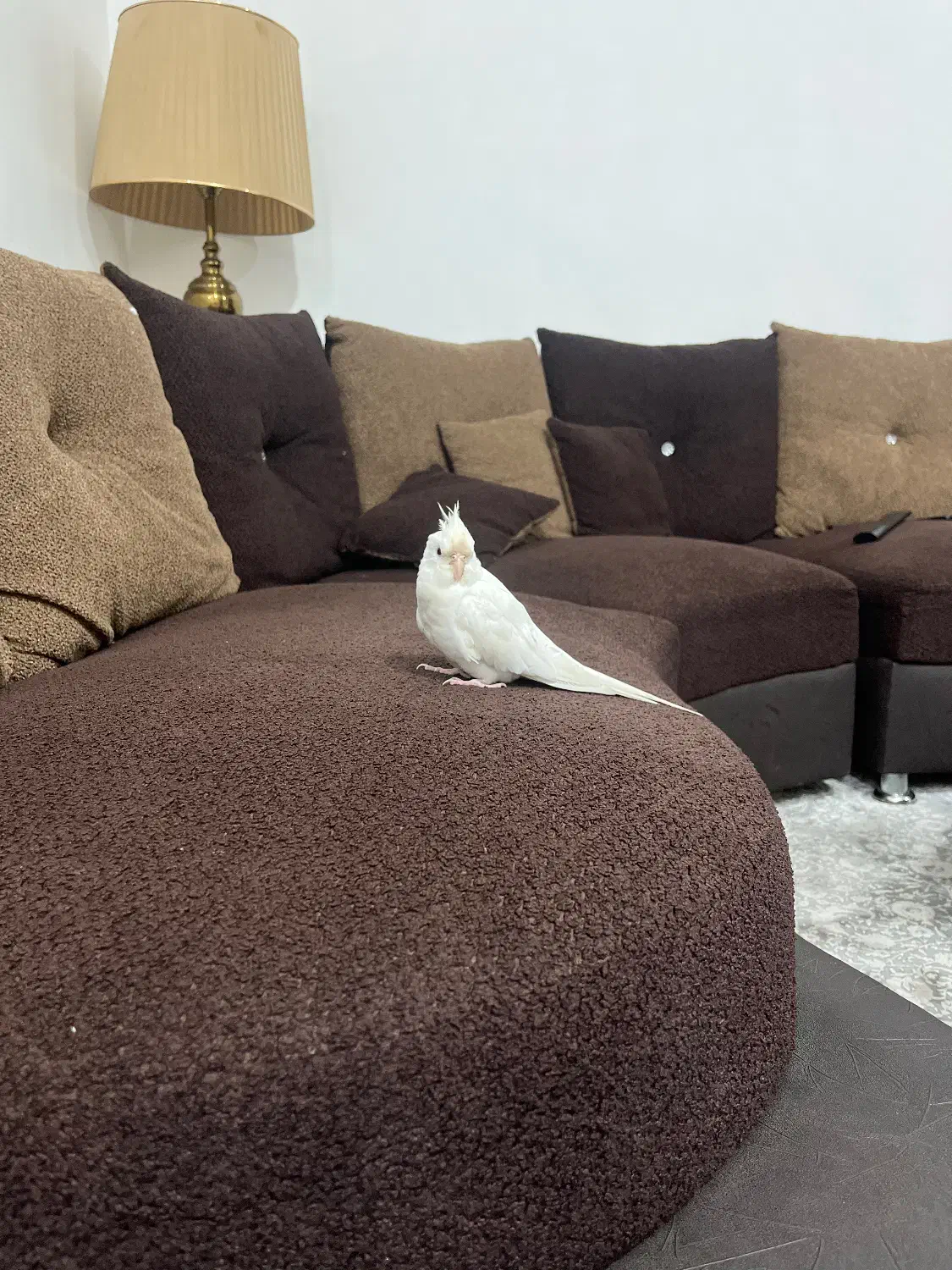 گمشده|حیوانات|زابل, |دیوار