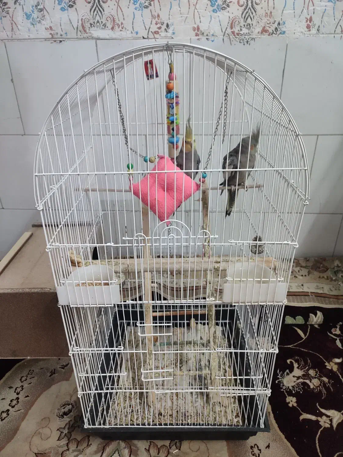 یک جفت عروس هلندی با قفس|پرنده|یزد, |دیوار