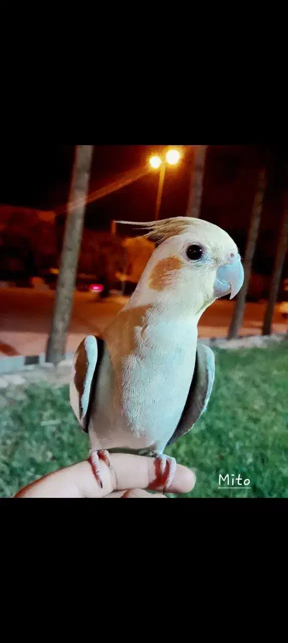 مرغ عروس|پرنده|آران و بیدگل, |دیوار