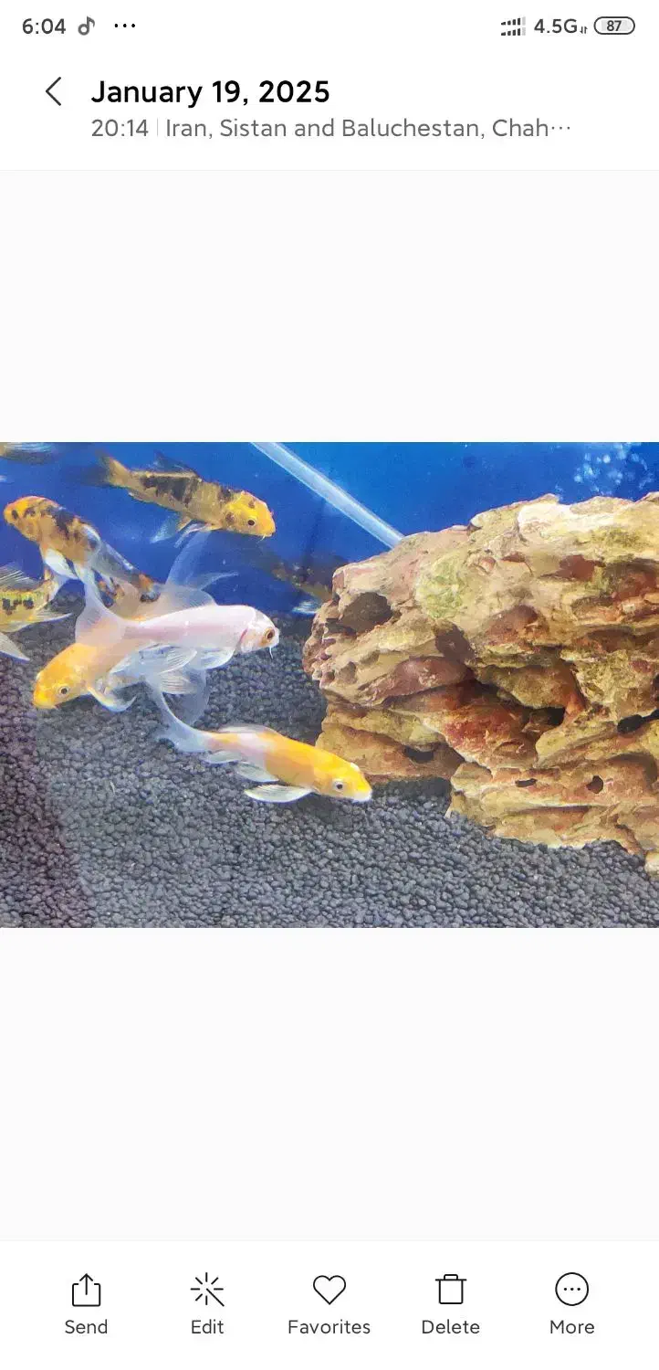 آکواریوم دلفین|ماهی|چابهار, |دیوار