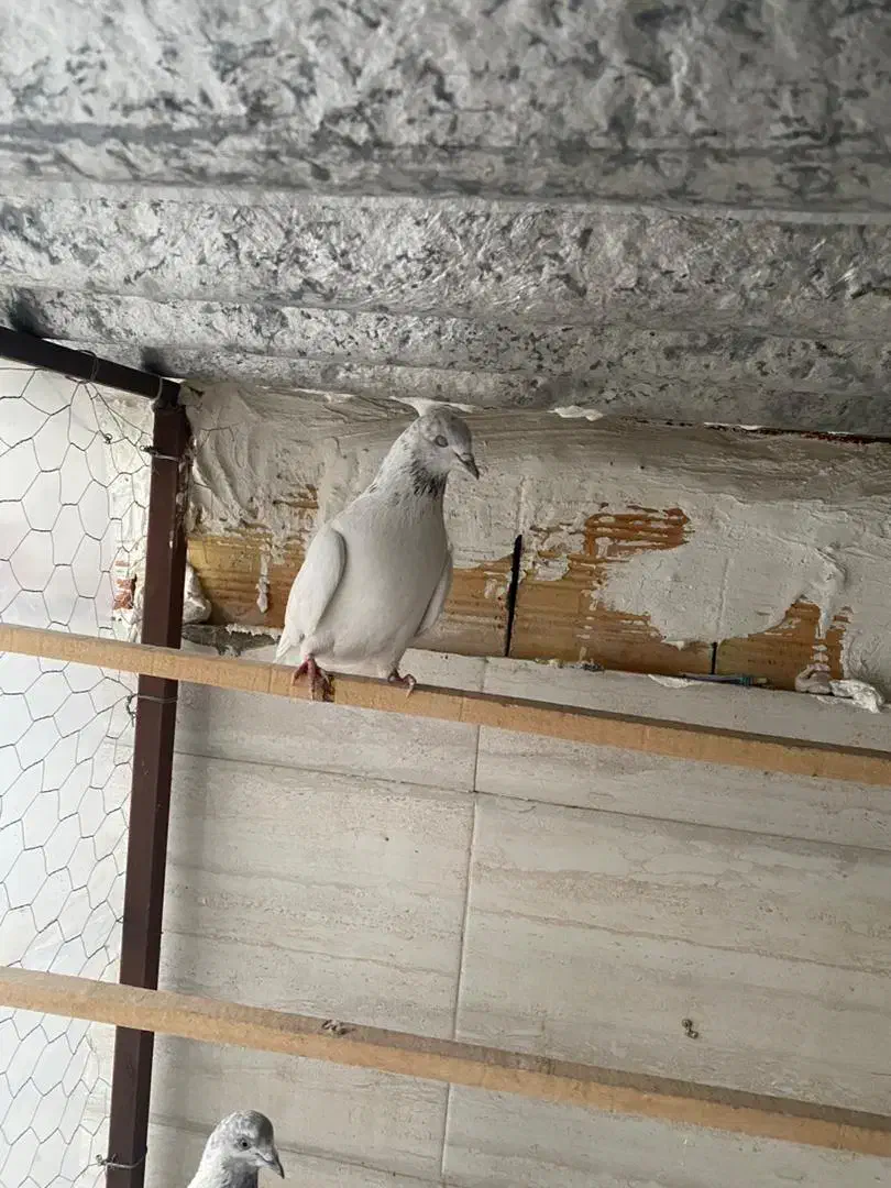 کبوتر گرفتنی|حیوانات|ارومیه, |دیوار