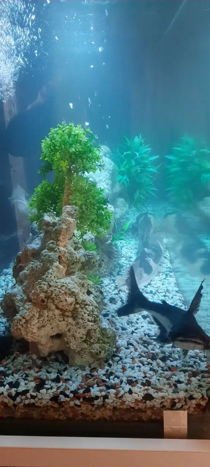 فروش اکواریوم با لوازم و کمد|ماهی|تهران, زعفرانیه|دیوار