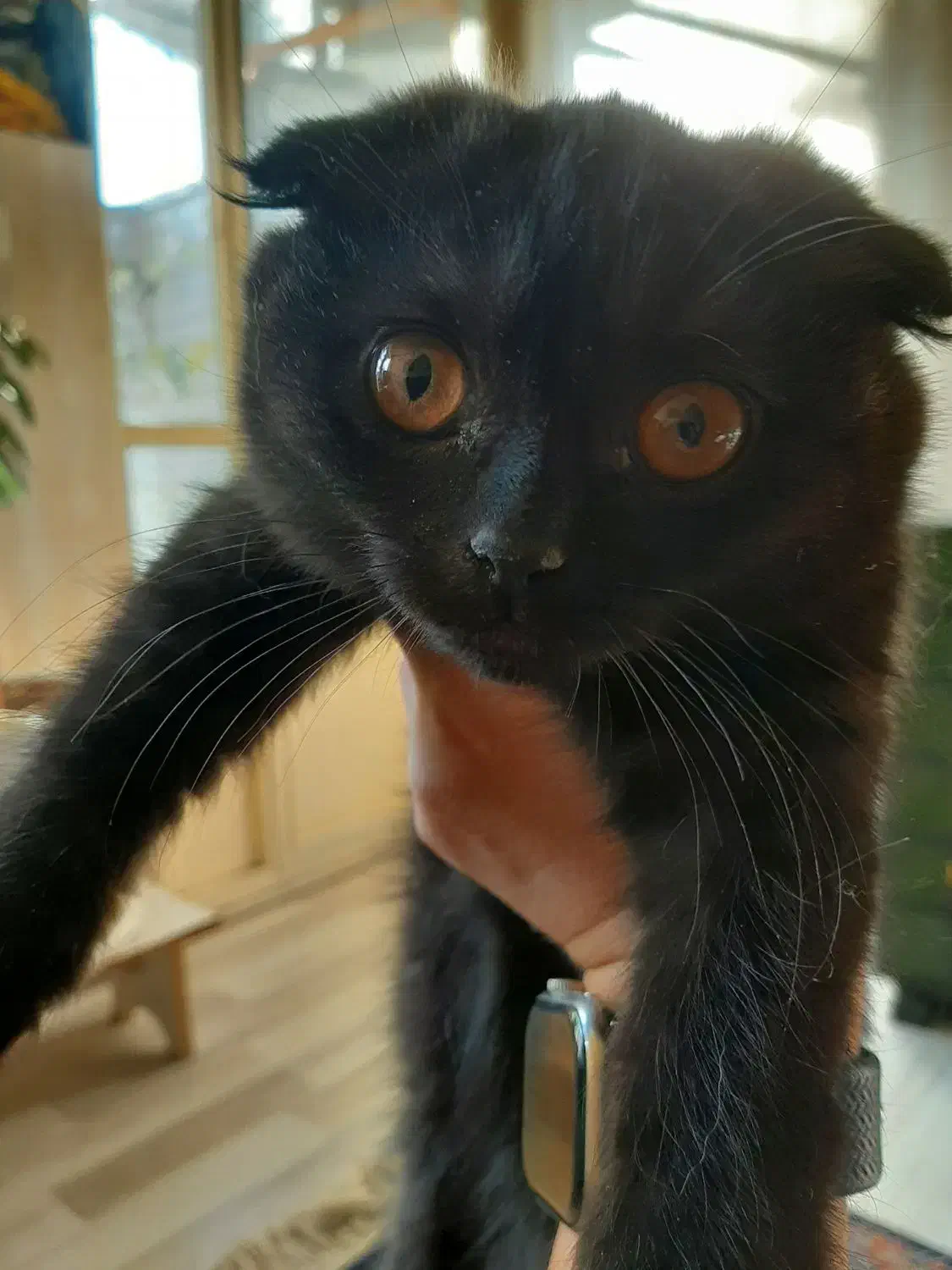 دوعدد گربه اسکاتیش اصیل|گربه|تبریز, |دیوار