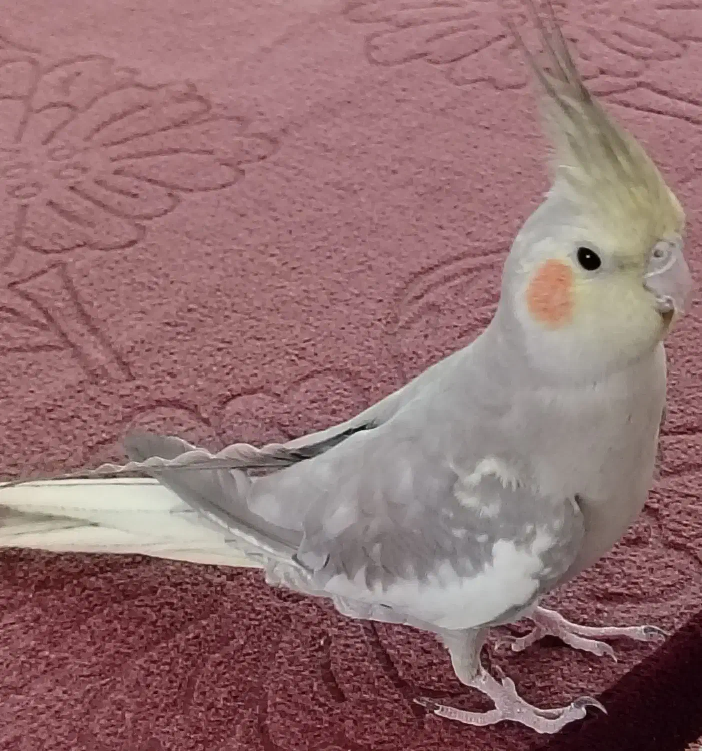 عروس هلندی|پرنده|نجفآباد, یزدانشهر|دیوار