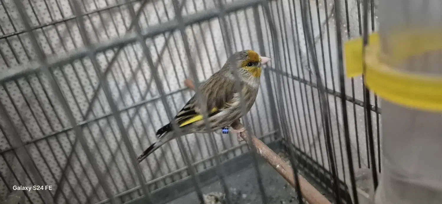 سهره قناری لر بخون|پرنده|بومهن, |دیوار