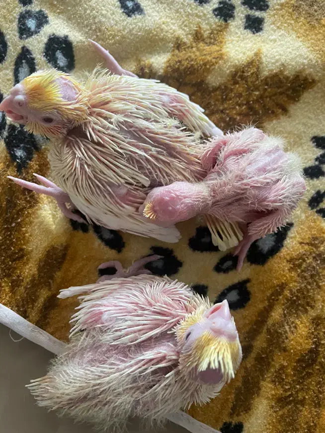 عروس هلندی مولد|پرنده|رودهن, |دیوار