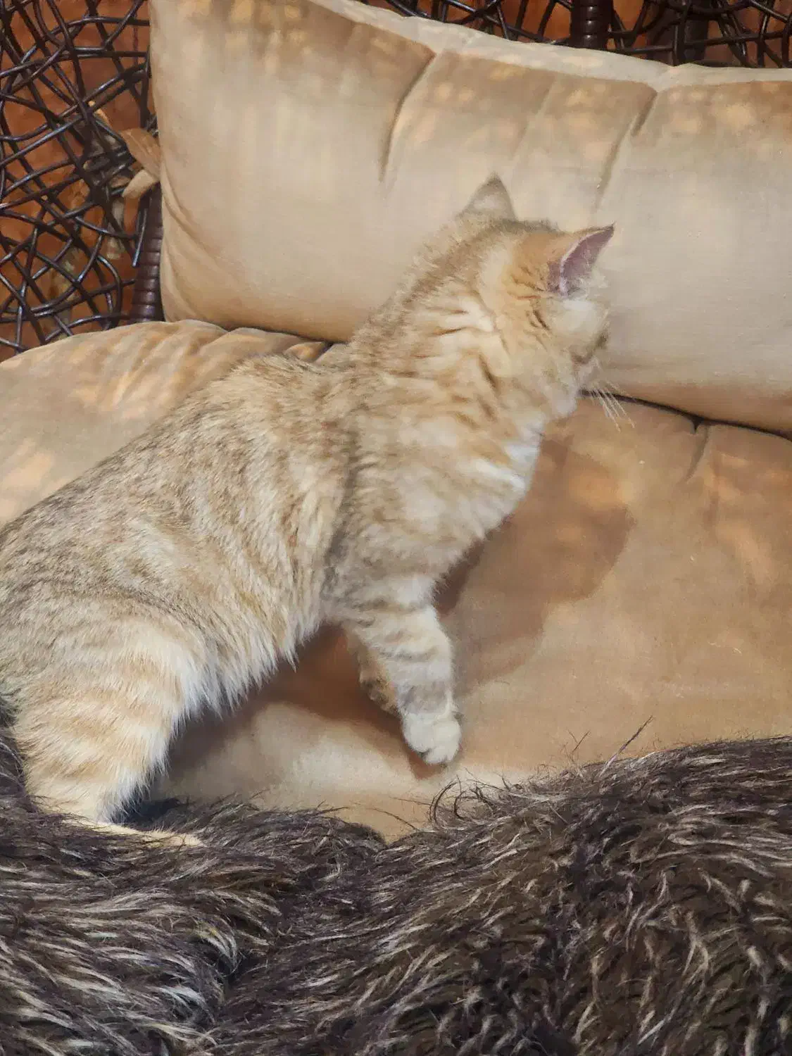 گربه گلد تبی|گربه|بومهن, |دیوار