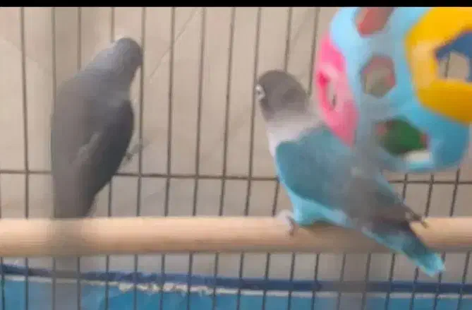 جفت کوتوله زیبا|پرنده|مرودشت, پشت سایپا|دیوار