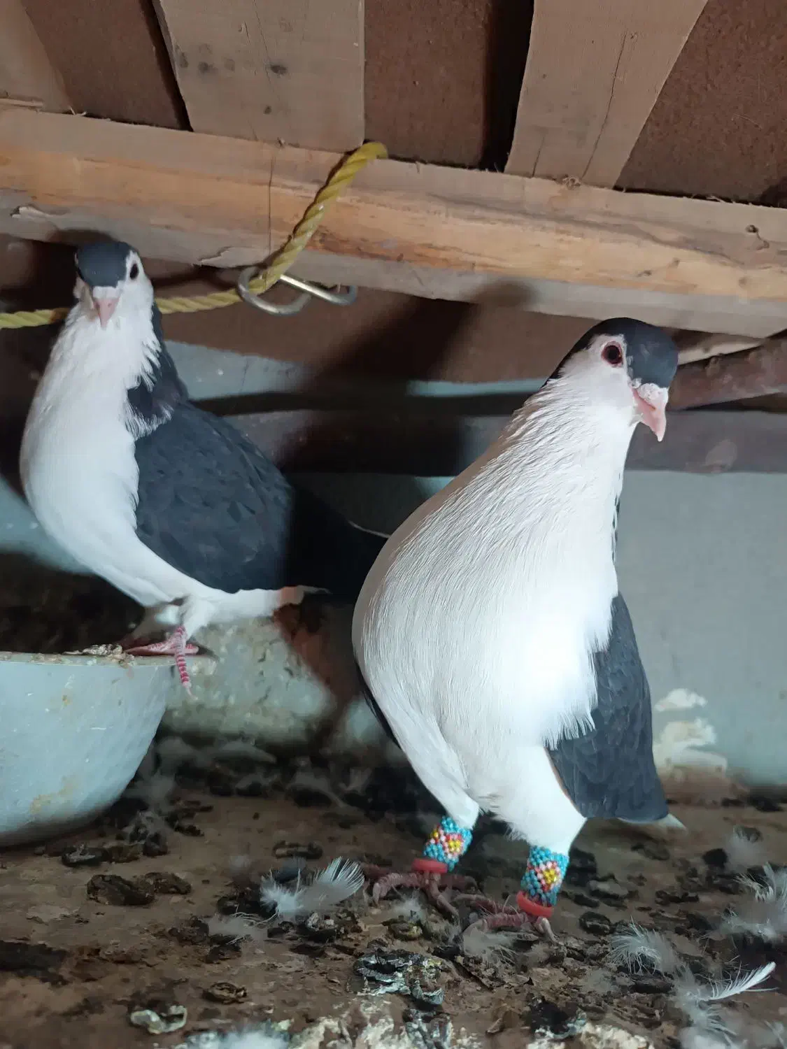 ساده|پرنده|آشخانه, |دیوار