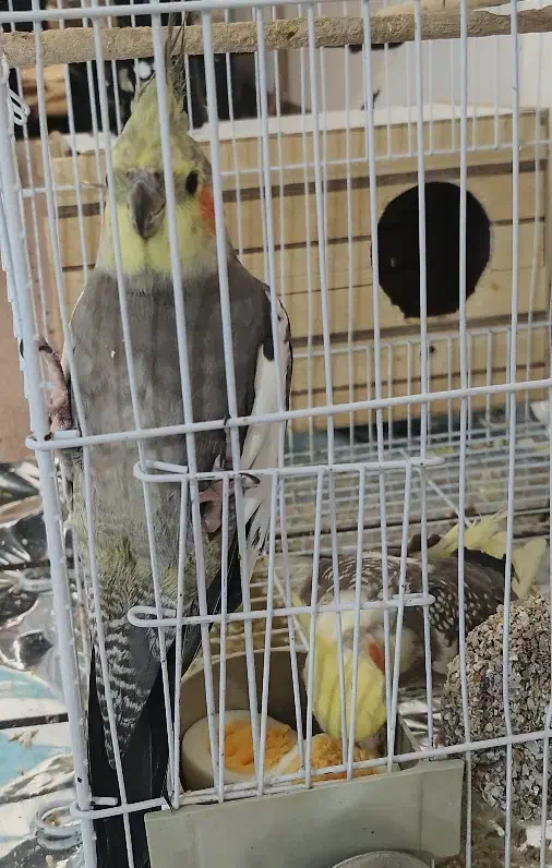 عروس هلندی مولد|پرنده|آبدانان, |دیوار