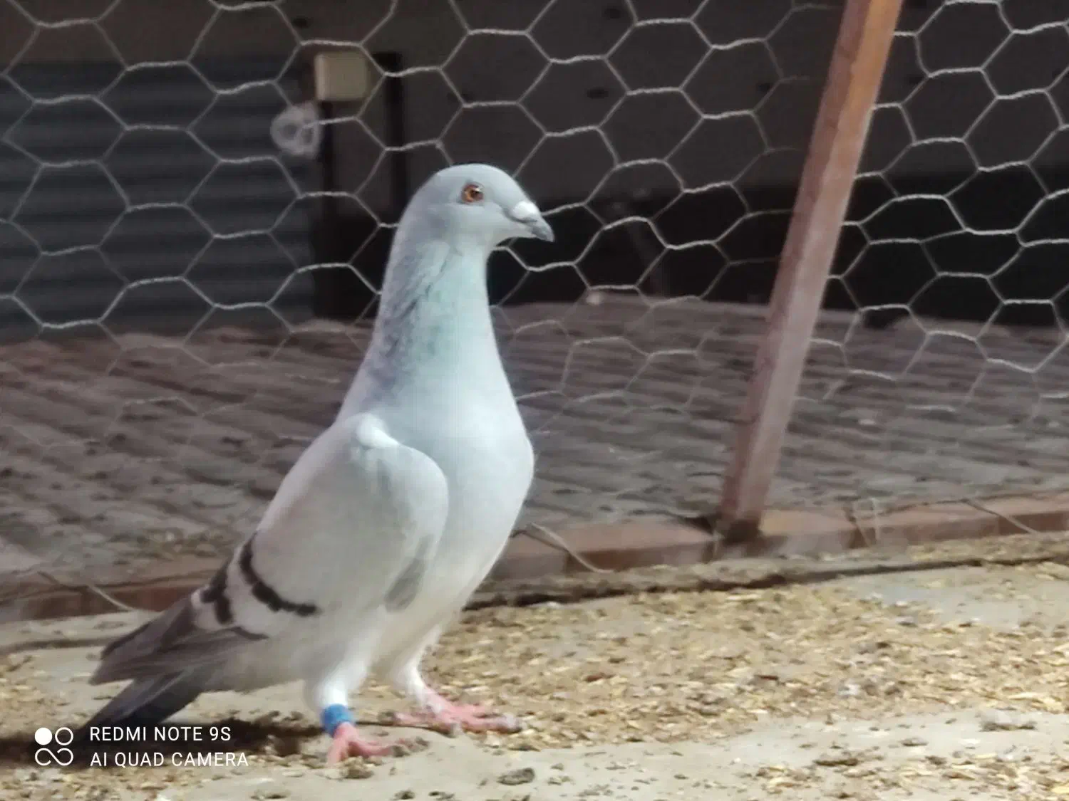 سبز شامی|پرنده|برازجان, |دیوار