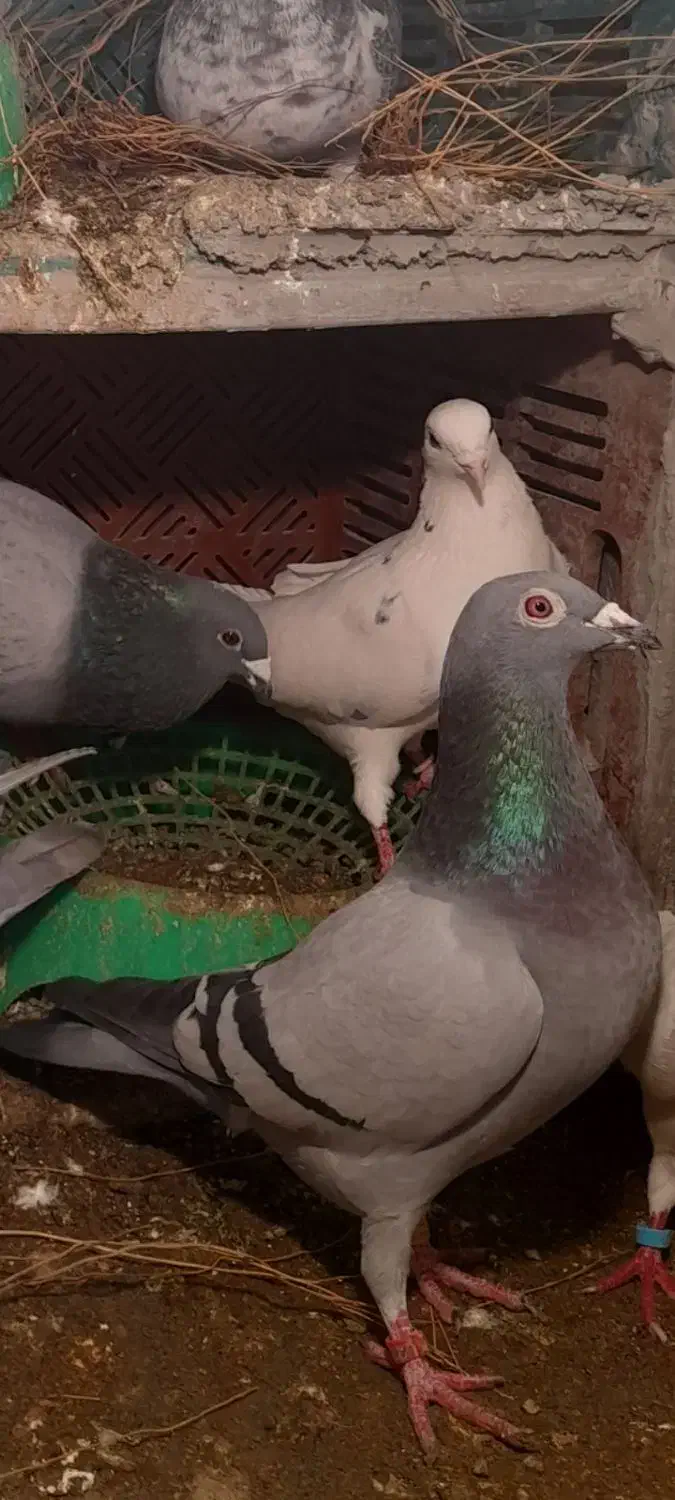 فراری|حیوانات|اردبیل, |دیوار