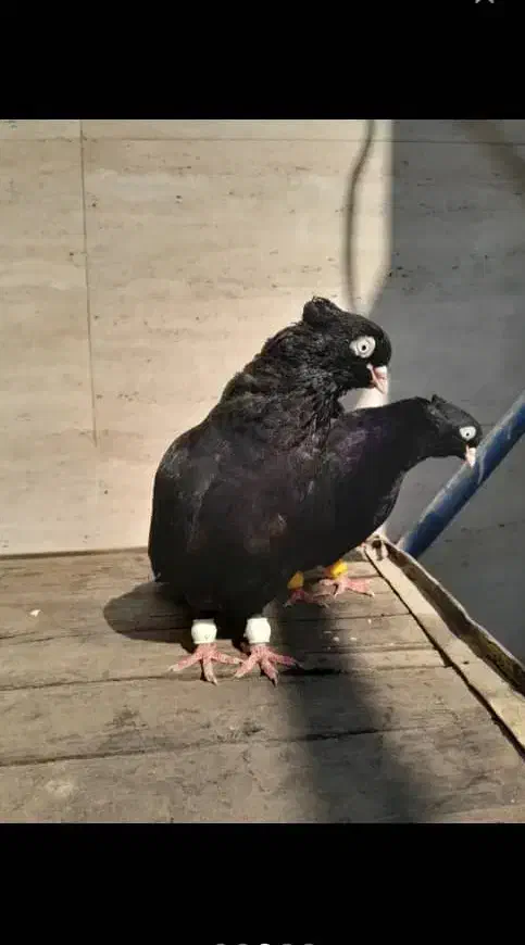 کبوتر ابادانی|پرنده|کرخه, |دیوار