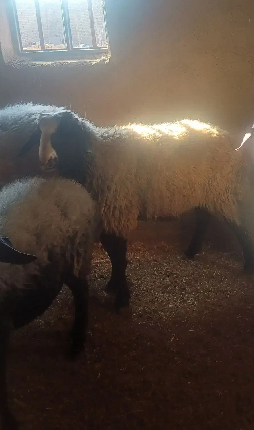 قوچ نژاد شال|حیوانات مزرعه|شال, |دیوار