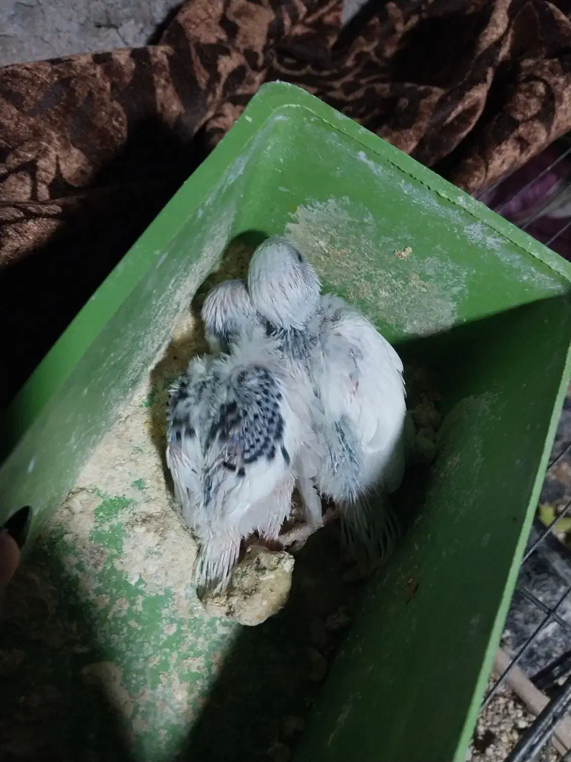 جوجه مرغ عشق سرلاکی رنگ خاص در کوهچنار|پرنده|جره و بالاده, |دیوار