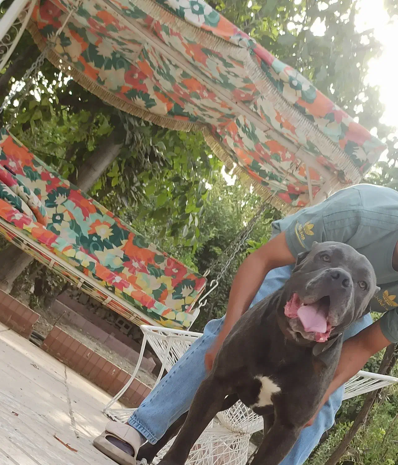 کنکورسو|سگ|هشتگرد, تهران دشت|دیوار