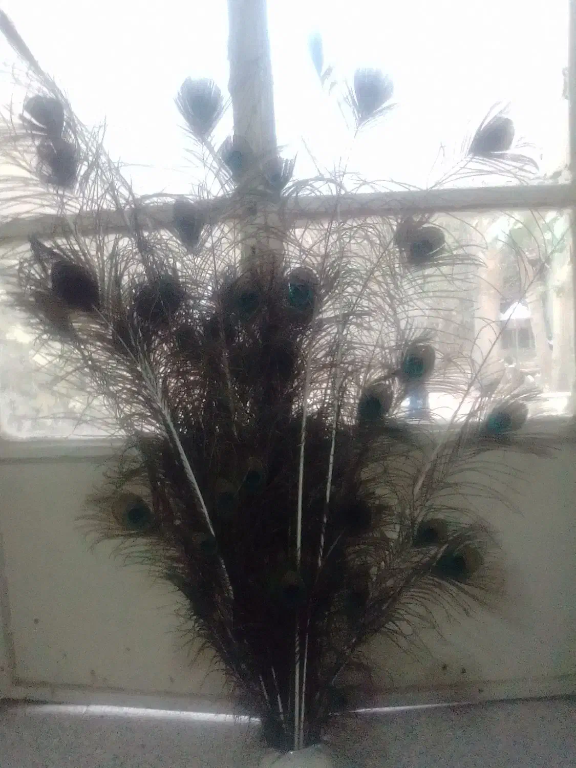 گلدون طاووس.|گل مصنوعی|مشهد, عنصری|دیوار