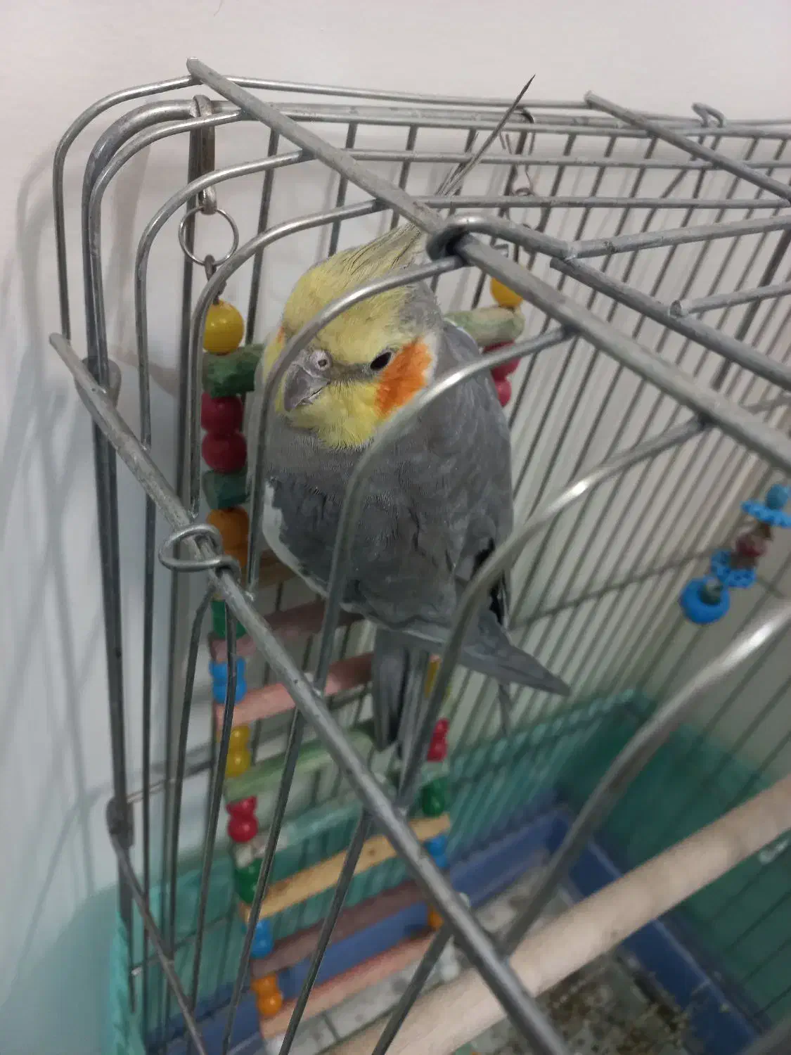 عروس هلندی سخنگو نر ۲۰کلمه حرف میزنه|پرنده|تهران, ائمه اطهار|دیوار