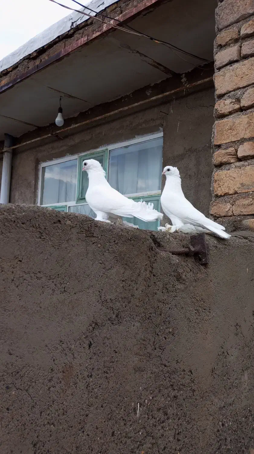 کبوتر لوتی|پرنده|تبریز, |دیوار