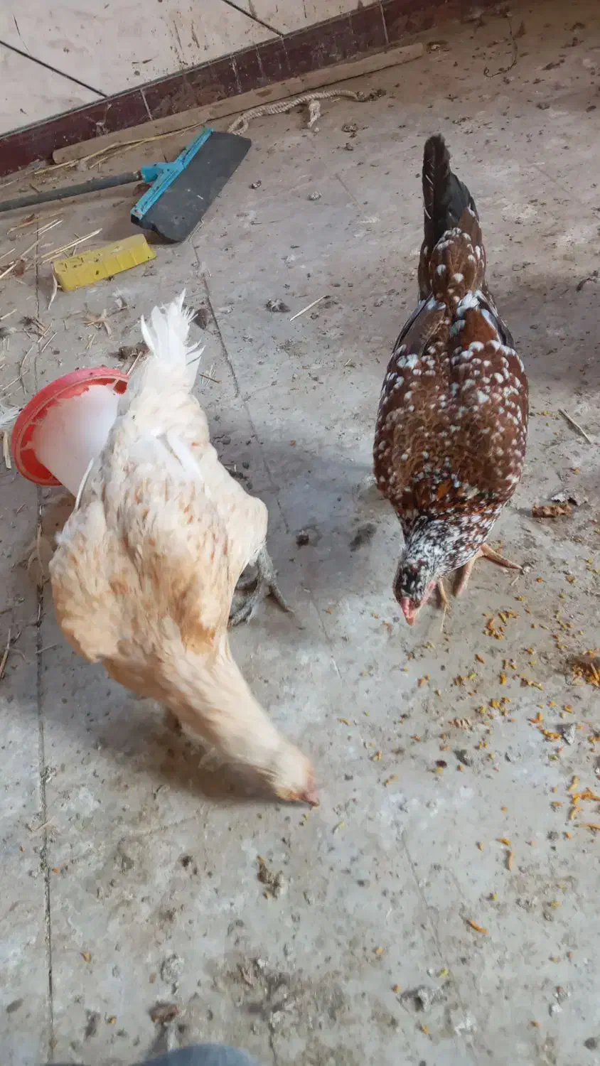 مرغ محلی وگلین به شرط تخم و جوجه|حیوانات مزرعه|کهنوج, |دیوار