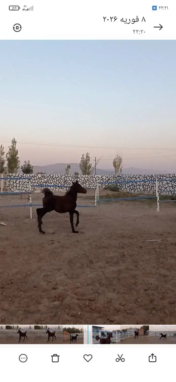 کره مادین کرد|اسب و تجهیزات اسب‌سواری|کرمانشاه, |دیوار