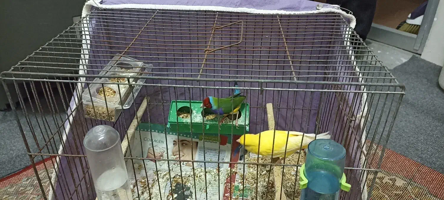 قناری و فنچ گلدین|پرنده|رشت, نخودچر|دیوار