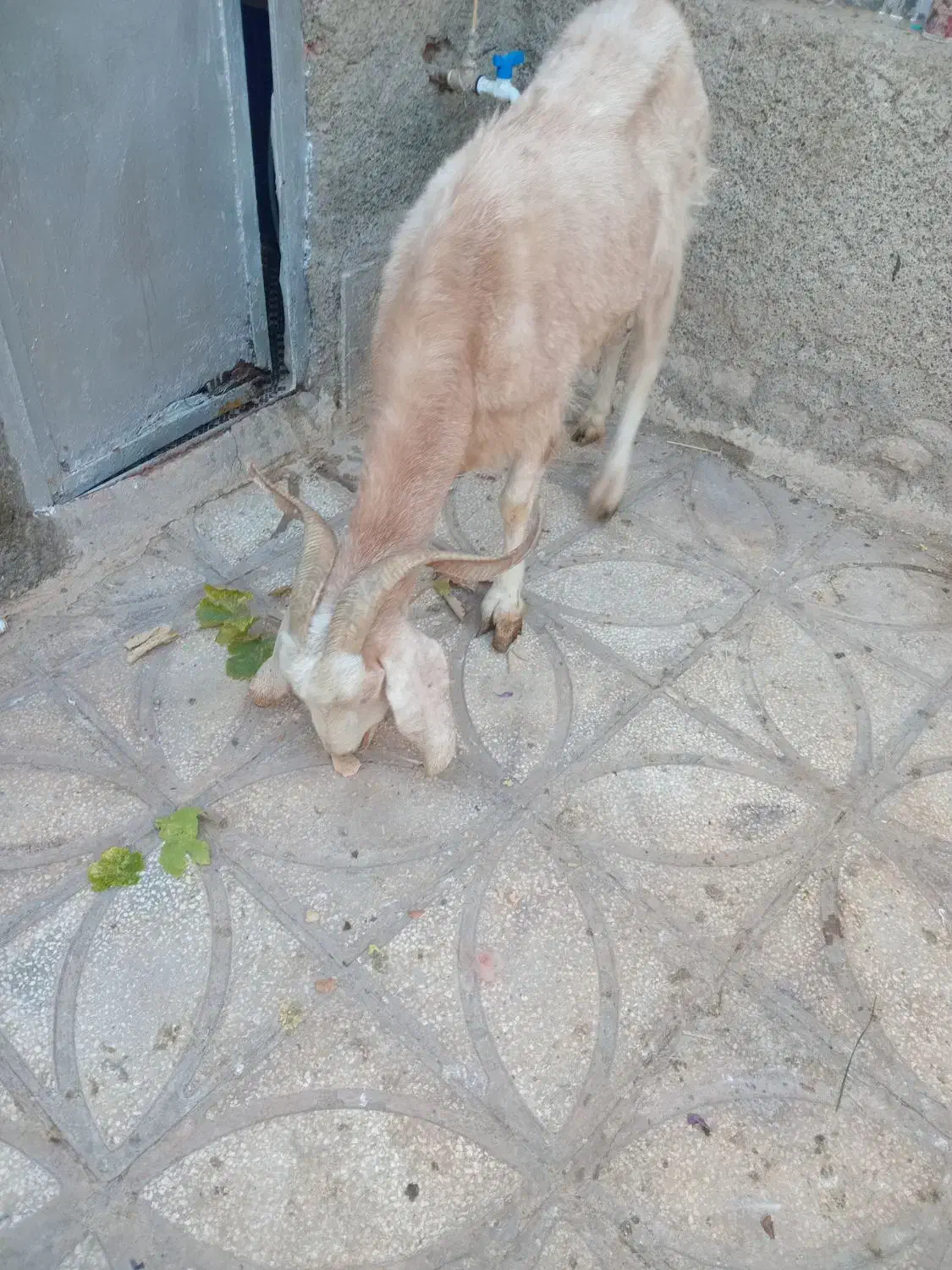 بزجوان|حیوانات مزرعه|سبزوار, عارف|دیوار