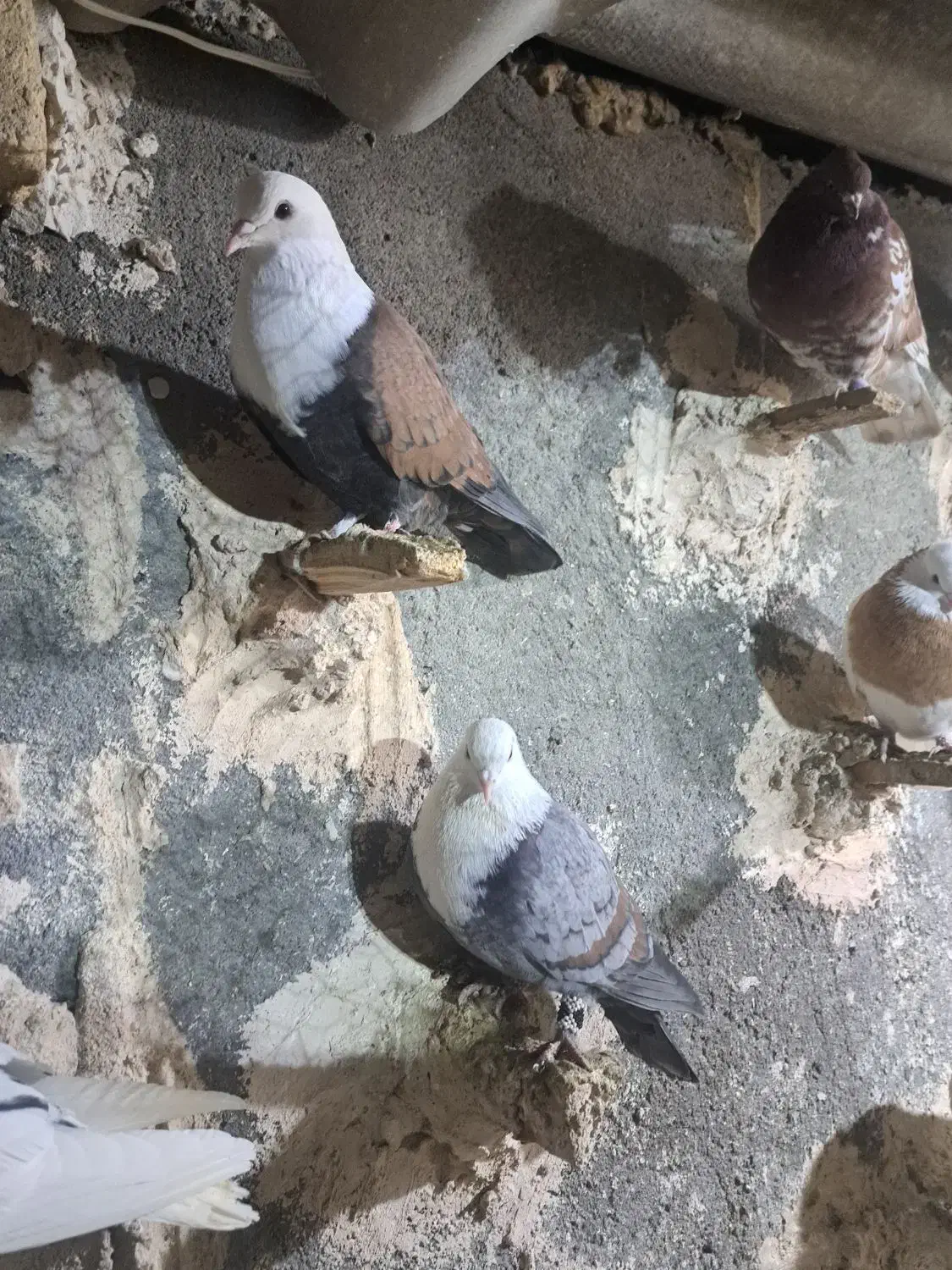 ‌کفتر پرشی|حیوانات|مشهد, بهمن|دیوار